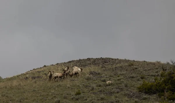 Wyoming Bir Koyun Sürüsü — Stok fotoğraf