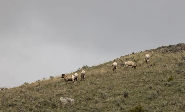Eine Herde Dickhornschafe Wyoming — Stockfoto