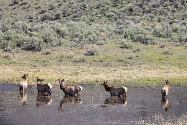 Een Kudde Koeieneland Bij Een Vijver Het Voorjaar Het Yellowstone — Stockfoto