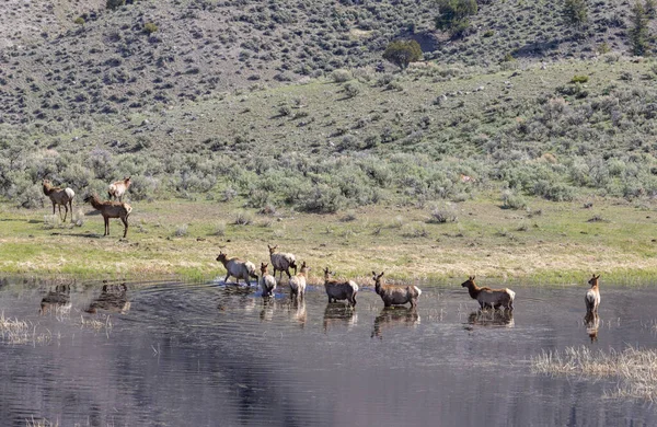 Stádo Krav Losa Rybníka Jaře Národním Parku Yellowstone Montana — Stock fotografie