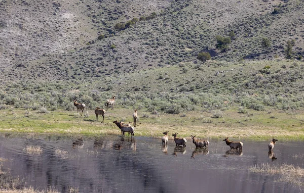 Yellowstone Ulusal Parkı Montana Baharda Göletin Kenarında Bir Sığır Sürüsü — Stok fotoğraf