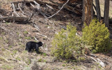Wyoming 'de baharda bir kara ayı.