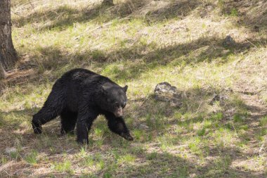 Wyoming 'de baharda bir kara ayı.