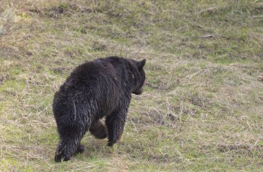Wyoming 'de baharda bir kara ayı.