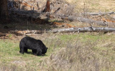 Wyoming 'de baharda bir kara ayı.