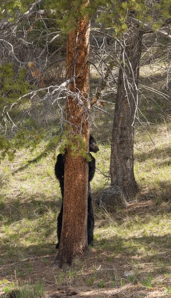 ワイオミング州の春に熊が — ストック写真