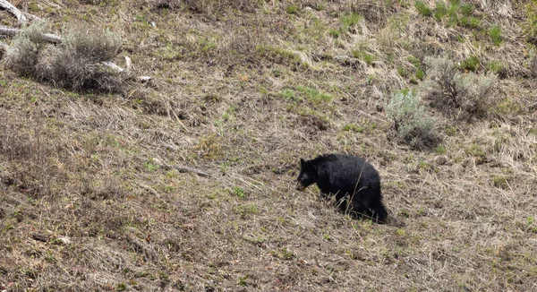 Urso Negro Primavera Wyoming — Fotografia de Stock