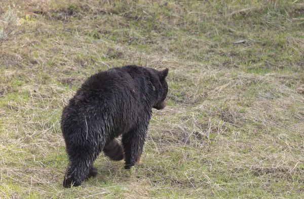 Μια Μαύρη Αρκούδα Την Άνοιξη Στο Γουαϊόμινγκ — Φωτογραφία Αρχείου