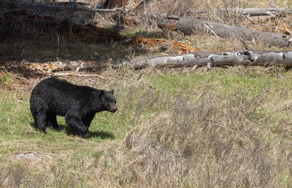 Μια Μαύρη Αρκούδα Την Άνοιξη Στο Γουαϊόμινγκ — Φωτογραφία Αρχείου