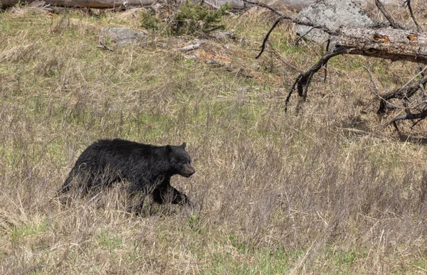 Egy Fekete Medve Tavasszal Wyomingban — Stock Fotó