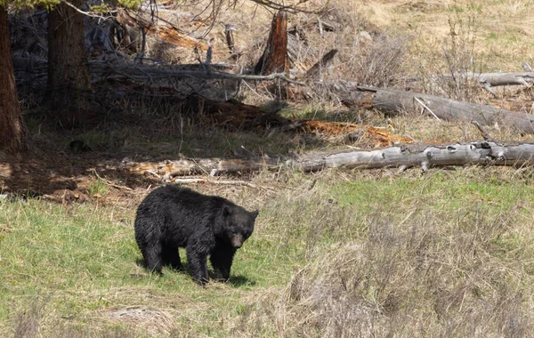 怀俄明州春天的黑熊 — 图库照片