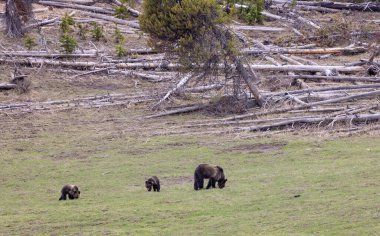 Baharda Yellowstone Ulusal Parkı 'nda bir boz ayı ve iki yavrusu.