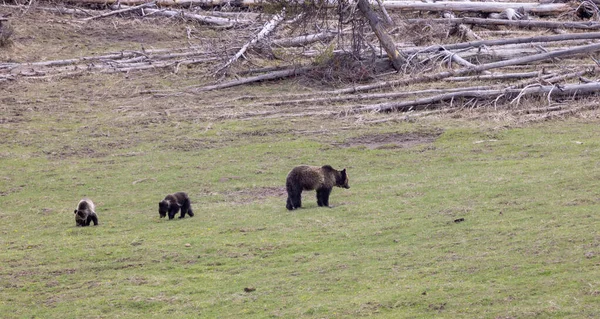 春にはイエローストーン国立公園のグリズリークマの種と2匹の赤ちゃんが — ストック写真