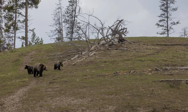 Medvědice Grizzly Její Dvě Mláďata Yellowstonském Národním Parku Jaře — Stock fotografie