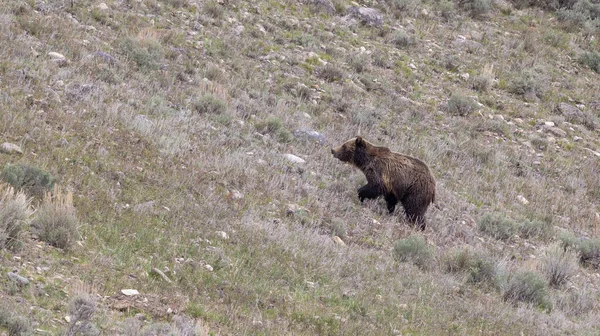 Medvěd Grizzly Yellowstonském Národním Parku Jaře — Stock fotografie