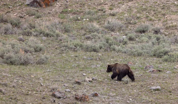 Μια Αρκούδα Γκρίζλι Στο Εθνικό Πάρκο Γέλοουστοουν Την Άνοιξη — Φωτογραφία Αρχείου