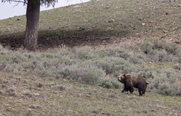a grizzly bear in Yellowstone National Park in spring