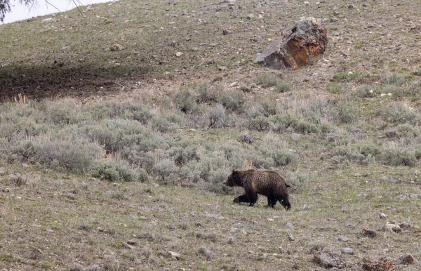 Μια Αρκούδα Γκρίζλι Στο Εθνικό Πάρκο Γέλοουστοουν Την Άνοιξη — Φωτογραφία Αρχείου