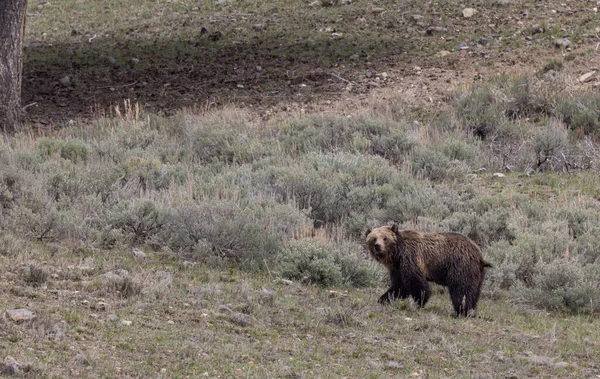 Urso Pardo Parque Nacional Yellowstone Primavera — Fotografia de Stock