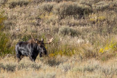 Wyoming 'deki sonbahar monotonluğu sırasında bir geyik.