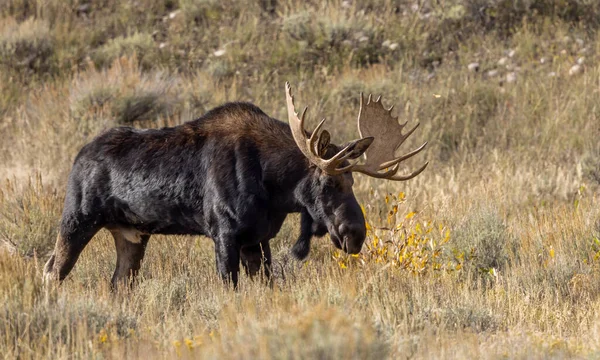 Alce Toro Durante Rutina Otoño Wyoming — Foto de Stock