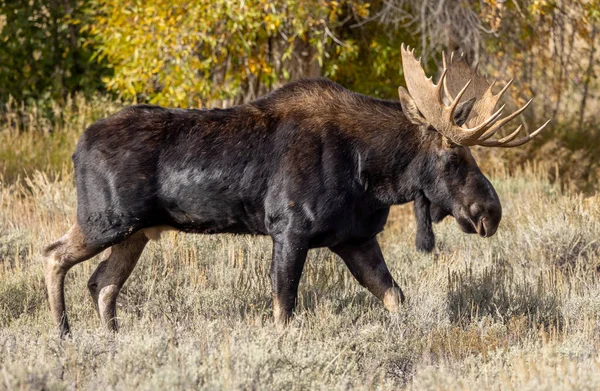Egy Bika Jávorszarvas Őszi Kerékvágásban Wyomingban — Stock Fotó
