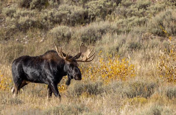 Alce Toro Durante Rutina Otoño Wyoming — Foto de Stock