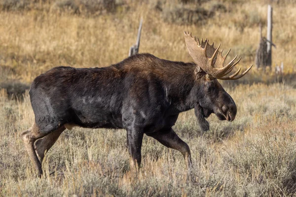 Een Stier Eland Tijdens Herfstsleur Wyoming — Stockfoto