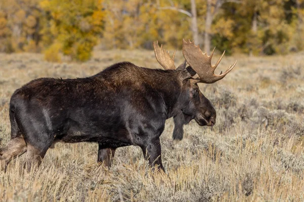 Orignal Taureau Pendant Ornière Automne Dans Wyoming — Photo
