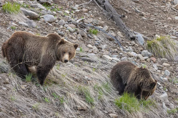 Uma Porca Urso Pardo Seu Filhote Wyoming Primavera — Fotografia de Stock