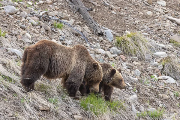 Grizzli Truie Son Ourson Dans Wyoming Printemps — Photo