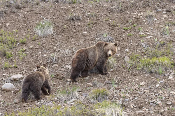 Medvědice Prasnice Grizzly Její Mládě Jaře Wyomingu — Stock fotografie