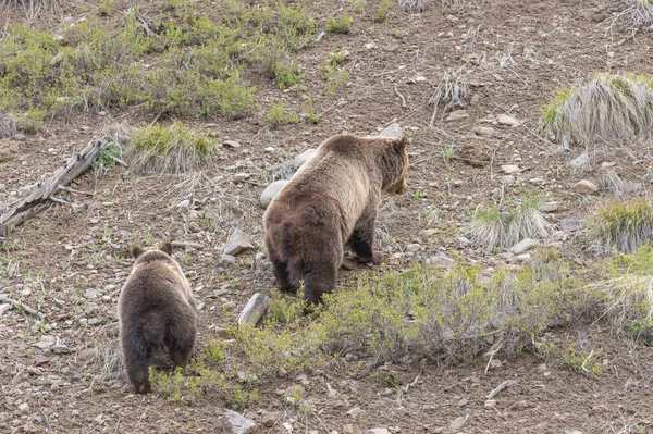Maciora Niedźwiedź Grizzly Jej Młode Wyoming Wiosną — Zdjęcie stockowe