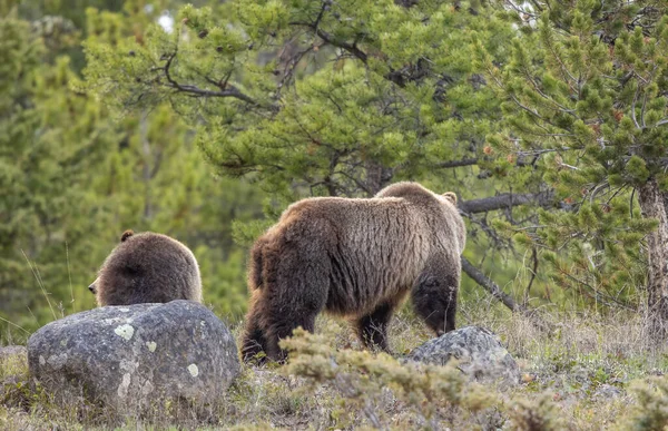 Medvědice Prasnice Grizzly Její Mládě Jaře Wyomingu — Stock fotografie