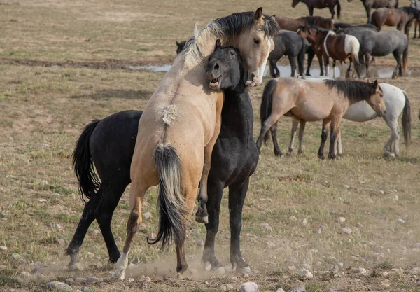 Ett Par Vilda Hästhingstar Som Slåss Våren Utahöknen — Stockfoto