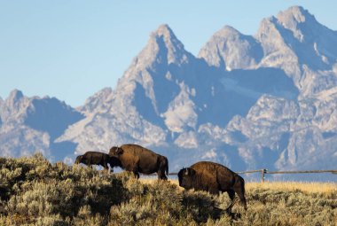 Grand Teton Ulusal Parkı Wyoming 'de sonbaharda bizon.