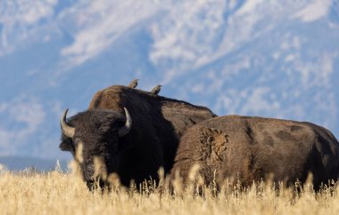 Grand Teton Ulusal Parkı Wyoming 'de sonbaharda bizon.