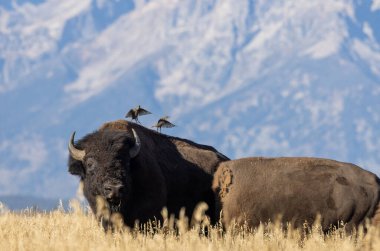 Grand Teton Ulusal Parkı Wyoming 'de sonbaharda bizon.
