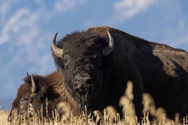 Grand Teton Ulusal Parkı Wyoming 'de sonbaharda bizon.