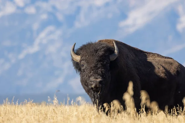 Grand Teton Ulusal Parkı Wyoming 'de sonbaharda bizon.