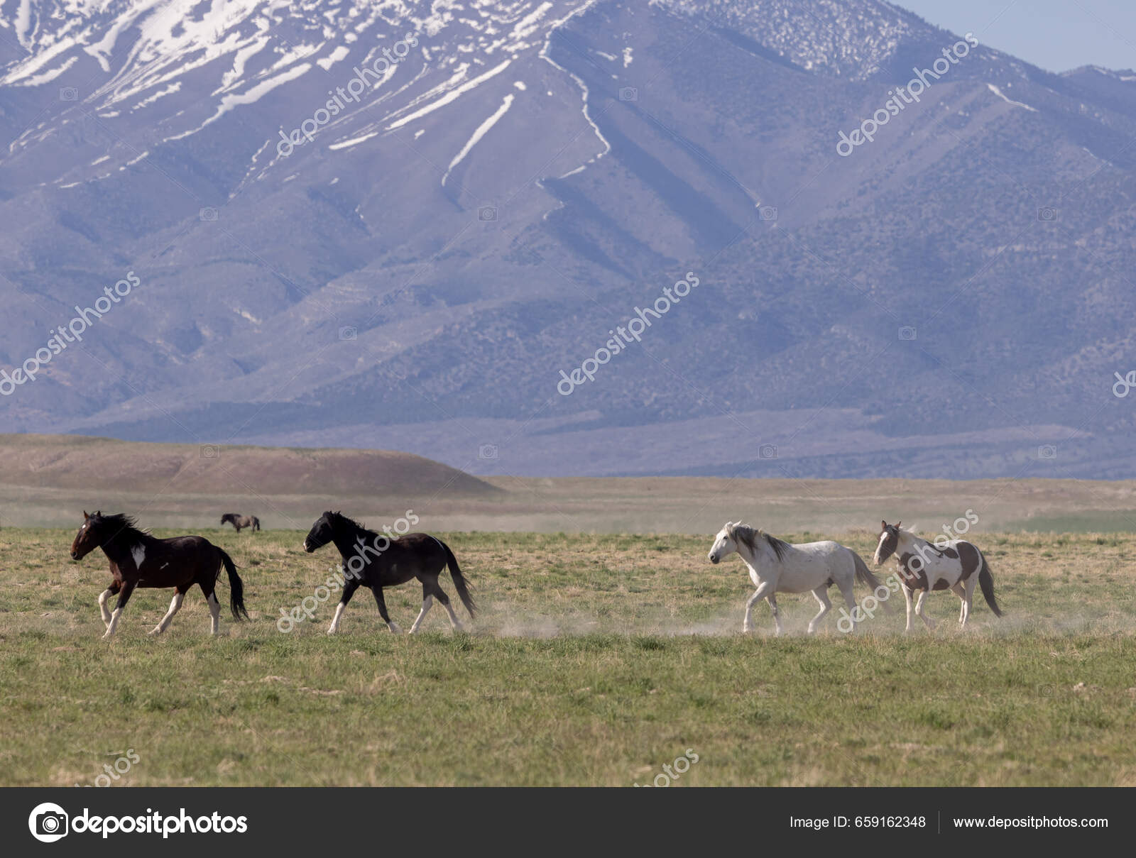 Vakre Villhester Våren Utah Ørkenen – stockfoto © twildlife #659162348, image size:1600x1209