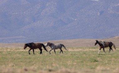 Baharda Utah çölünde güzel vahşi atlar
