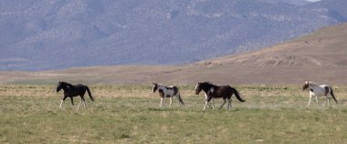 Baharda Utah çölünde güzel vahşi atlar