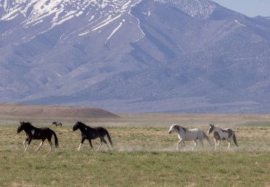 Baharda Utah çölünde güzel vahşi atlar