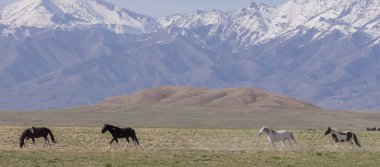 Baharda Utah çölünde güzel vahşi atlar