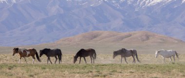 Baharda Utah çölünde güzel vahşi atlar