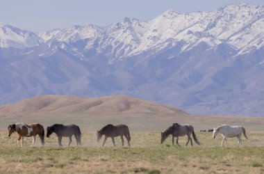 Baharda Utah çölünde güzel vahşi atlar