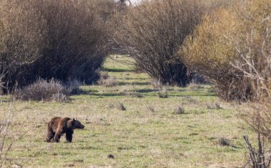 Baharda Yellowstone Ulusal Parkı 'nda bir boz ayı.