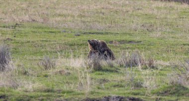 Baharda Yellowstone Ulusal Parkı 'nda bir boz ayı.