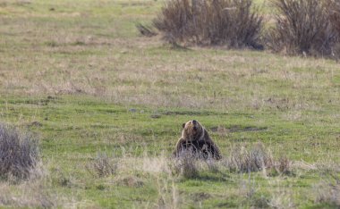 Baharda Yellowstone Ulusal Parkı 'nda bir boz ayı.